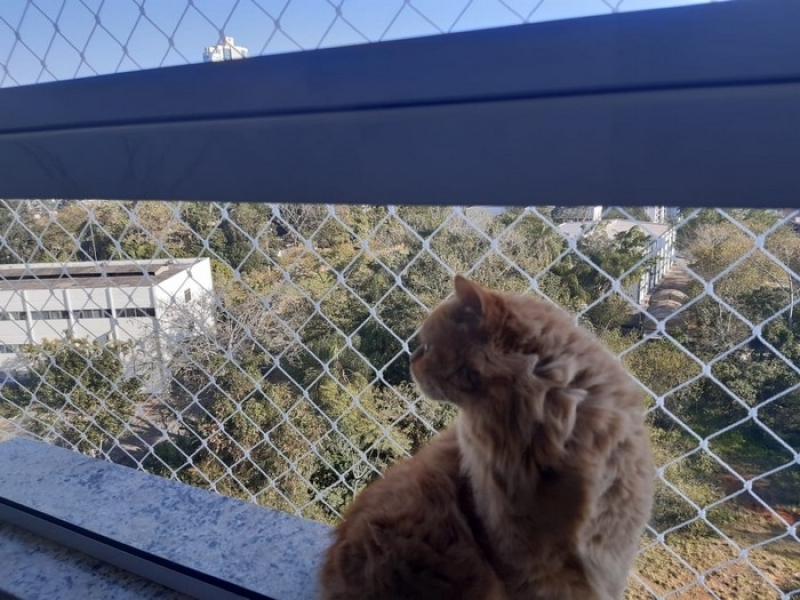 Valor de Tela de Janela para Gatos Joinville - Tela para Gatos Muro